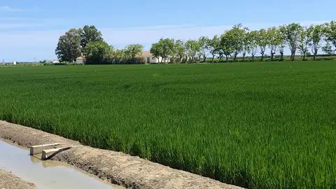 Los arroceros de AVA-ASAJA alertan de una campaña crítica que amenaza el futuro del arroz y de l'Albufera Los arroceros de AVA-ASAJA alertan de una campaña crítica que amenaza el futuro del arroz y de l'Albufera