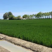Los arroceros de AVA-ASAJA alertan de una campaña crítica que amenaza el futuro del arroz y de l'Albufera Los arroceros de AVA-ASAJA alertan de una campaña crítica que amenaza el futuro del arroz y de l'Albufera