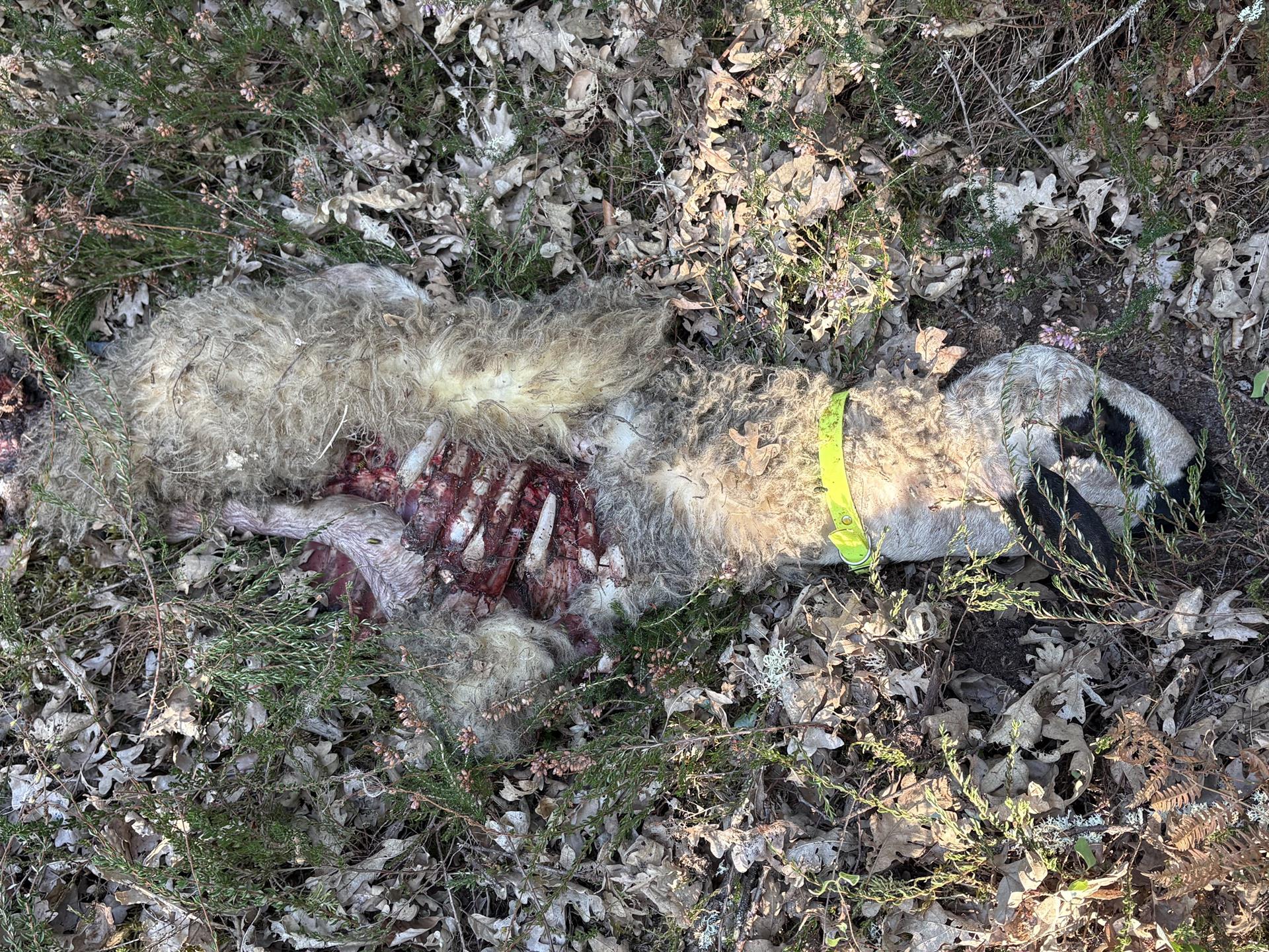 El lobo mata a dos corderos de seis meses en una finca cercana al núcleo urbano de Rocamundo El lobo mata a dos corderos de seis meses en una finca cercana al núcleo urbano de Rocamundo