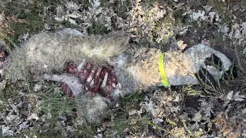 El lobo mata a dos corderos de seis meses en una finca cercana al núcleo urbano de Rocamundo El lobo mata a dos corderos de seis meses en una finca cercana al núcleo urbano de Rocamundo