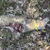 El lobo mata a dos corderos de seis meses en una finca cercana al núcleo urbano de Rocamundo