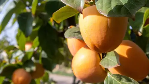 La Unió alerta de que la producción de caqui ha bajado un 34% respecto a la campaña anterior La Unió alerta de que la producción de caqui ha bajado un 34% respecto a la campaña anterior