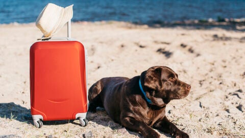 Un perro en la playa con una maleta
