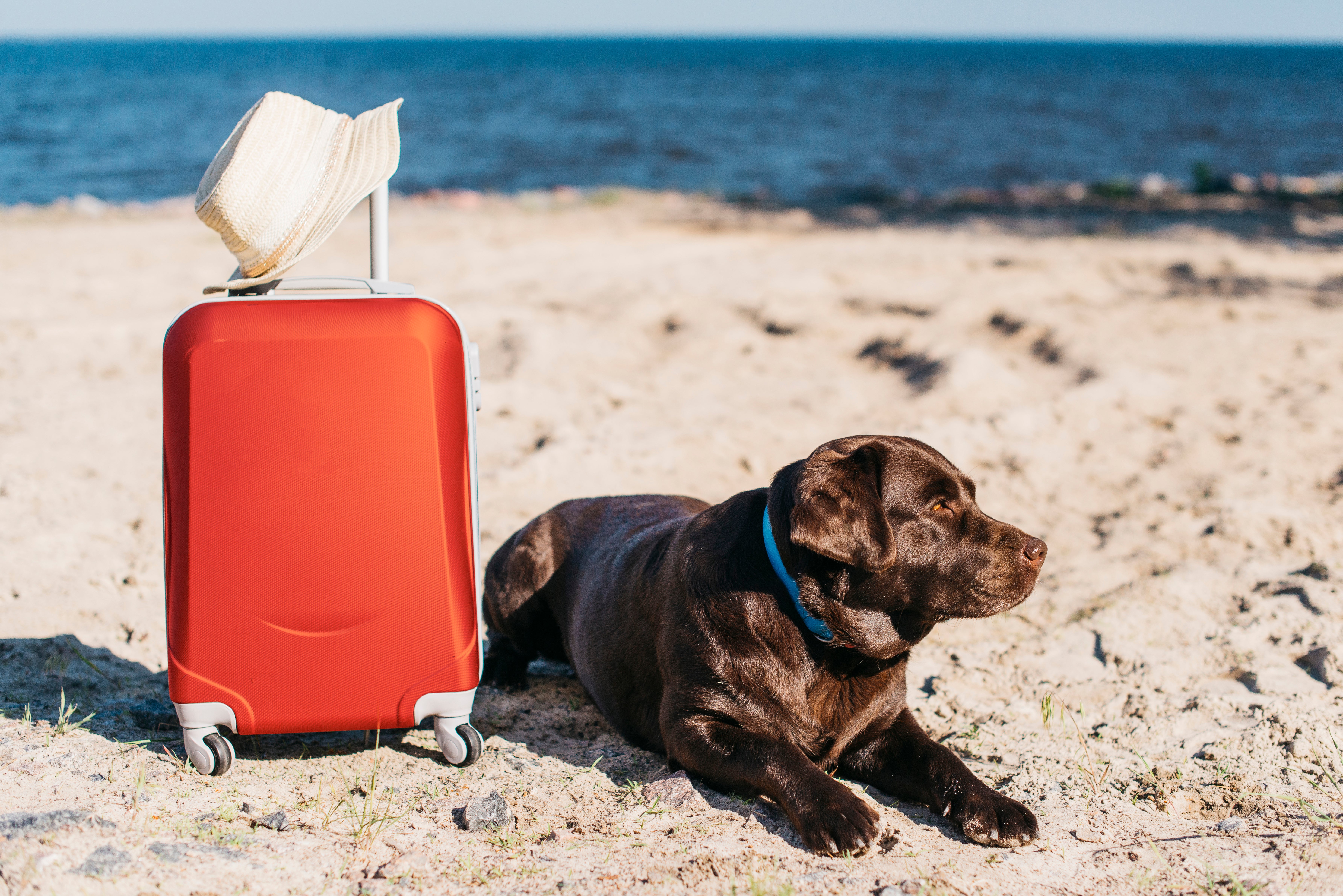 Un perro en la playa con una maleta Un perro en la playa con una maleta