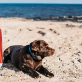 Un perro en la playa con una maleta