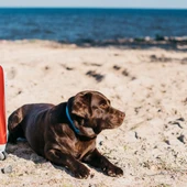 Un perro en la playa con una maleta Un perro en la playa con una maleta