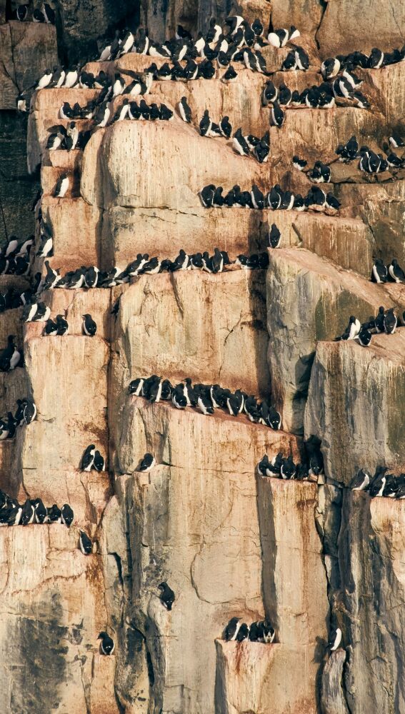 Colonia de araos en las Svalbard