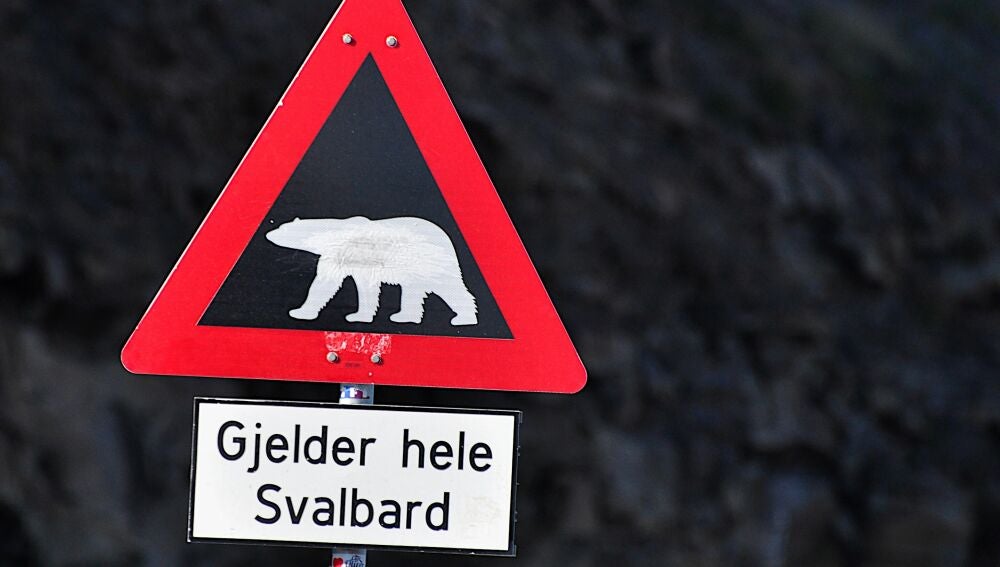 Peligro, osos polares en Svalbard