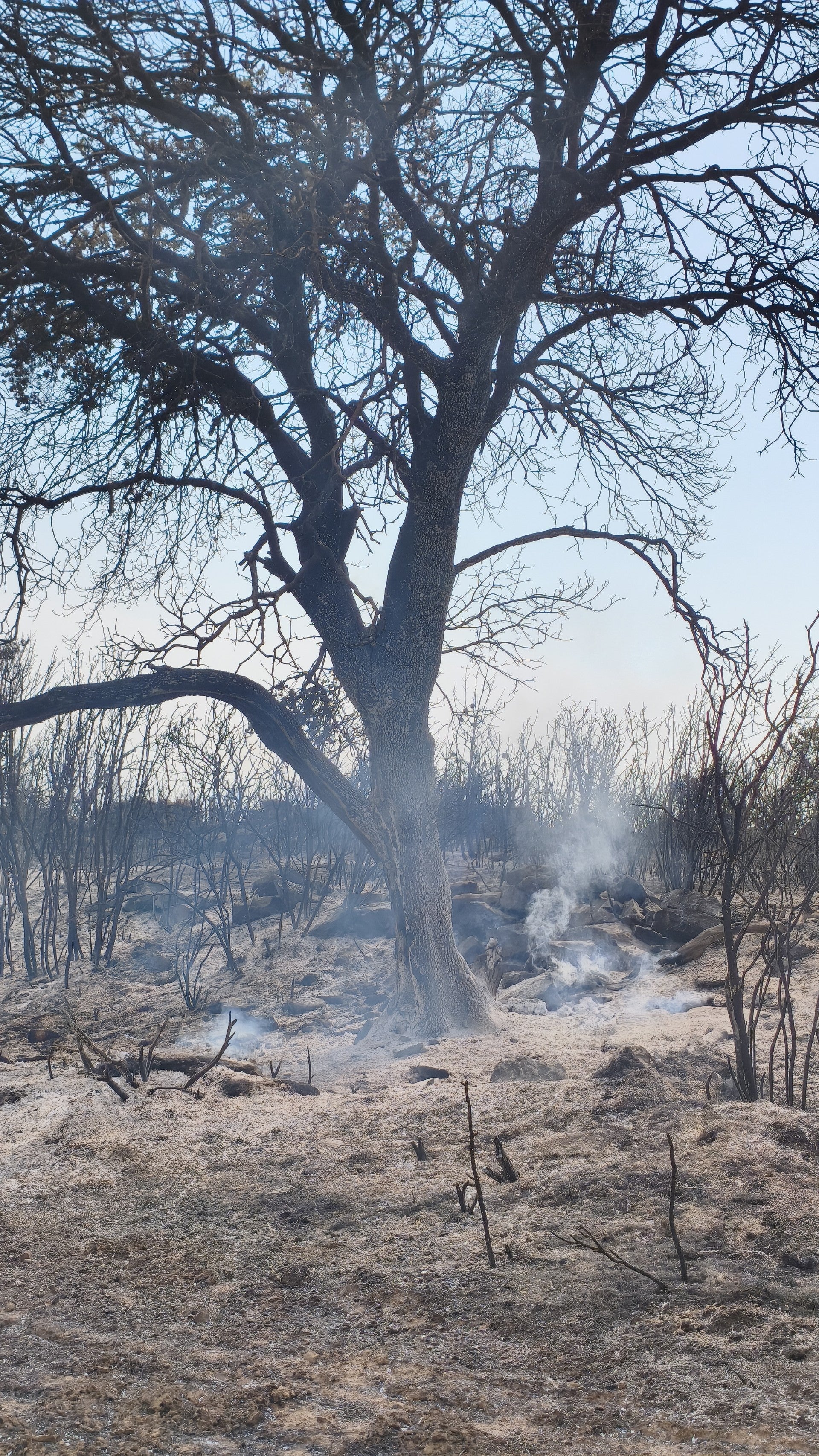 Expertos piden no alimentar a la fauna silvestre afectada por el incendio de Riglos Expertos piden no alimentar a la fauna silvestre afectada por el incendio de Riglos