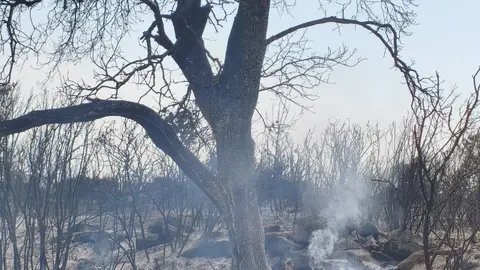Expertos piden no alimentar a la fauna silvestre afectada por el incendio de Riglos Expertos piden no alimentar a la fauna silvestre afectada por el incendio de Riglos