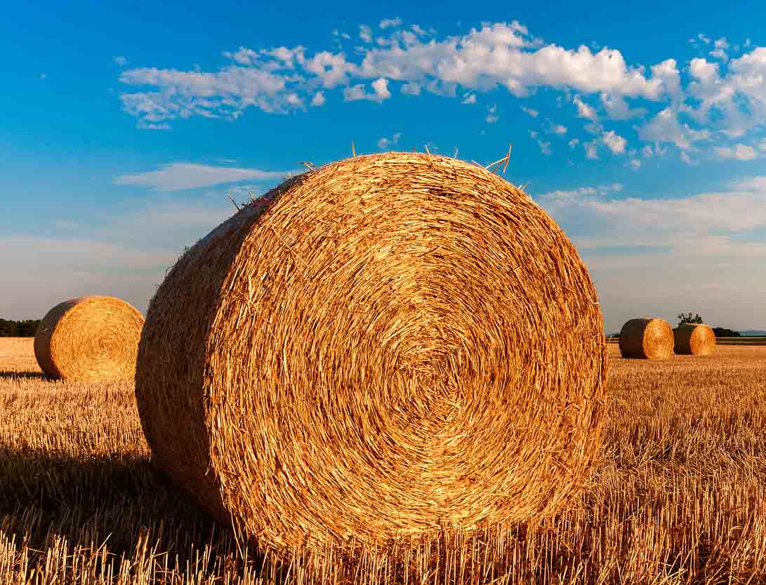 Gobierno Vasco y ganaderos analizarán este martes cómo garantizar la alimentación de las reses en la actual sequía Gobierno Vasco y ganaderos analizarán este martes cómo garantizar la alimentación de las reses en la actual sequía