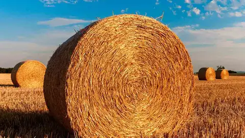 Gobierno Vasco y ganaderos analizarán este martes cómo garantizar la alimentación de las reses en la actual sequía Gobierno Vasco y ganaderos analizarán este martes cómo garantizar la alimentación de las reses en la actual sequía
