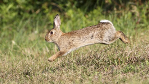 Conejo