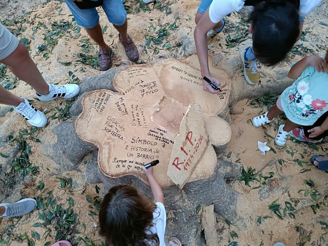 Más de un centenar de vecinos se concentran en La Paz para protestar contra la tala de un ficus histórico e inician acciones legales y administrativas ante el Ayuntamiento de Málaga Más de un centenar de vecinos se concentran en La Paz para protestar contra la tala de un ficus histórico e inician acciones legales y administrativas ante el Ayuntamiento de Málaga