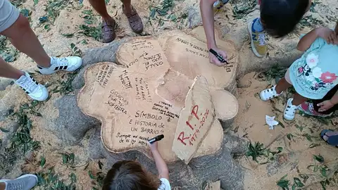 Más de un centenar de vecinos se concentran en La Paz para protestar contra la tala de un ficus histórico e inician acciones legales y administrativas ante el Ayuntamiento de Málaga Más de un centenar de vecinos se concentran en La Paz para protestar contra la tala de un ficus histórico e inician acciones legales y administrativas ante el Ayuntamiento de Málaga