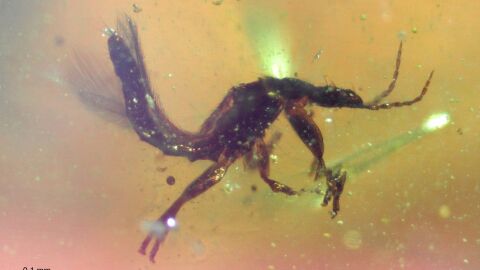 Ejemplar de tisan&oacute;ptero (del orden Thysanoptera) conservado en &aacute;mbar de El Soplao, uno de los numerosos insectos f&oacute;siles recuperados en este yacimiento del Cret&aacute;cico Inferio