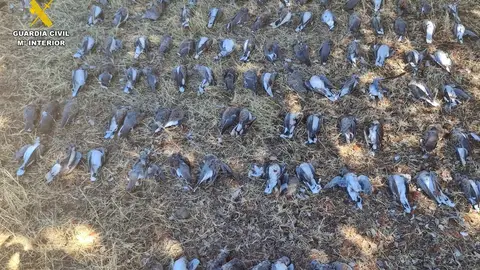 Sorprenden a cazadores que duplicaron el cupo de capturas de tórtola europea en un coto de Valverde de Llerena Sorprenden a cazadores que duplicaron el cupo de capturas de tórtola europea en un coto de Valverde de Llerena