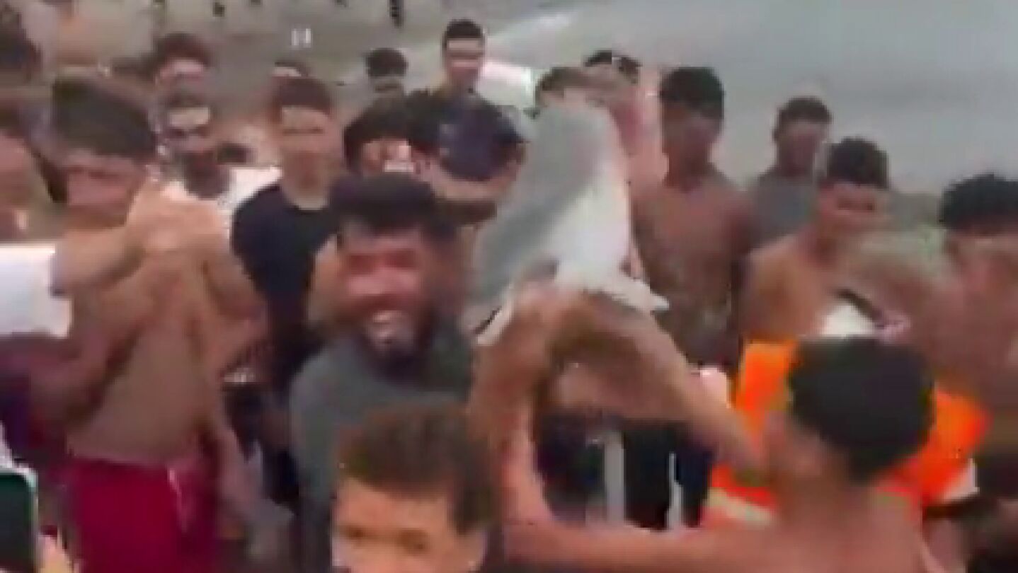 PACMA pide al Gobierno que investigue posible maltrato a una cr&iacute;a de delf&iacute;n tras viralizarse un v&iacute;deo en redes