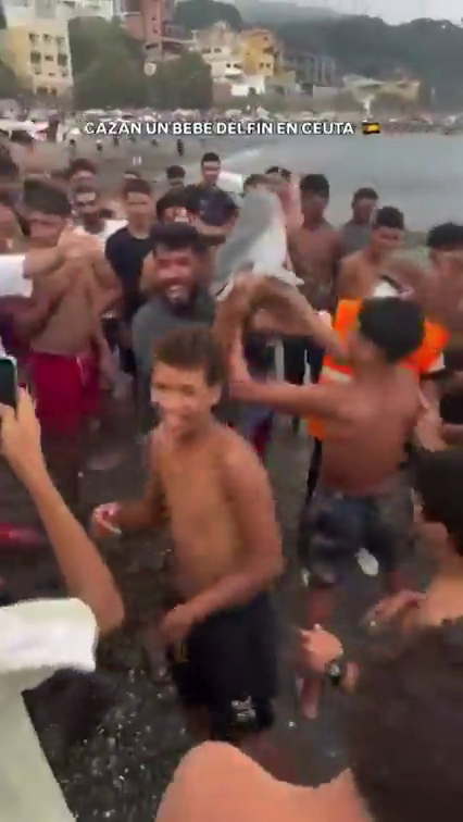 PACMA pide al Gobierno que investigue posible maltrato a una cría de delfín tras viralizarse un vídeo en redes PACMA pide al Gobierno que investigue posible maltrato a una cría de delfín tras viralizarse un vídeo en redes