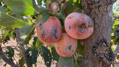 Caquis dañados en La RIbera. Caquis dañados en La RIbera.