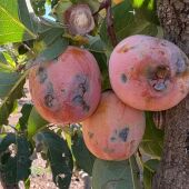Daños en caquis