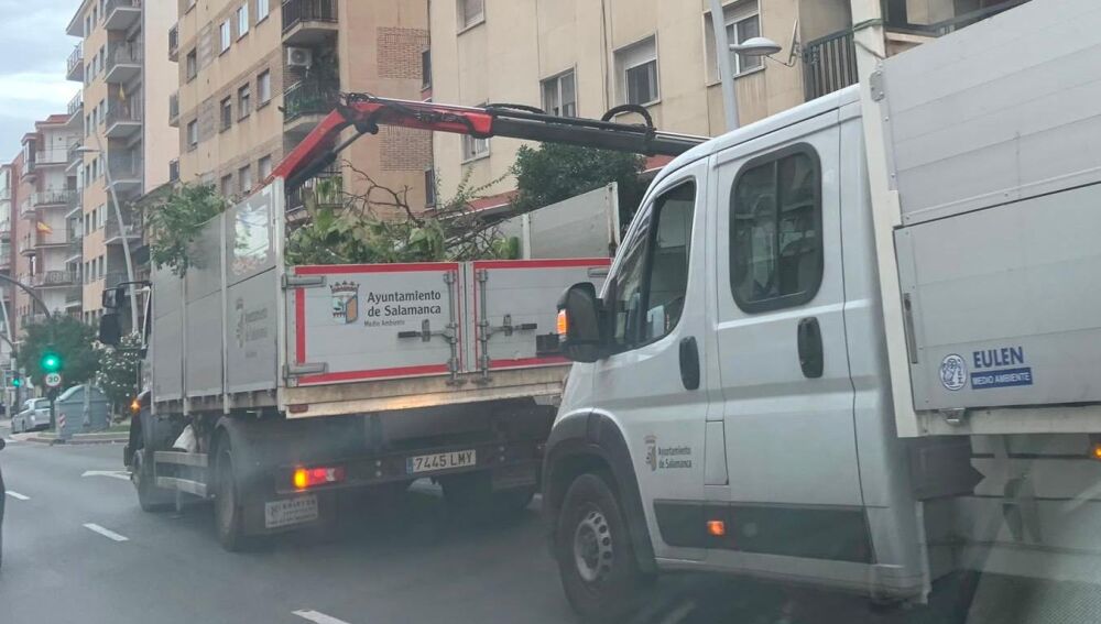 Actuación en el paseo de Canalejas