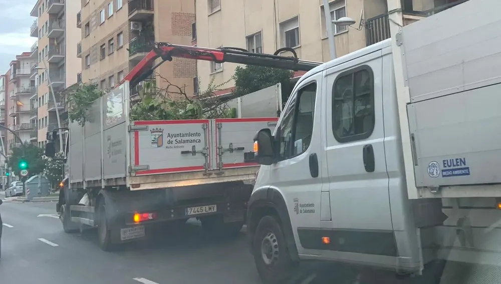 Actuación en el paseo de Canalejas Actuación en el paseo de Canalejas