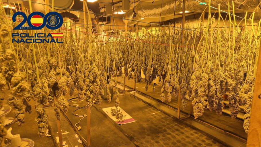 Tres detenidos al desmantelar en Padre Pío un centro de producción y distribución de droga a Europa