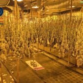 Tres detenidos al desmantelar en Padre Pío un centro de producción y distribución de droga a Europa