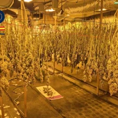 Tres detenidos al desmantelar en Padre Pío un centro de producción y distribución de droga a Europa Tres detenidos al desmantelar en Padre Pío un centro de producción y distribución de droga a Europa