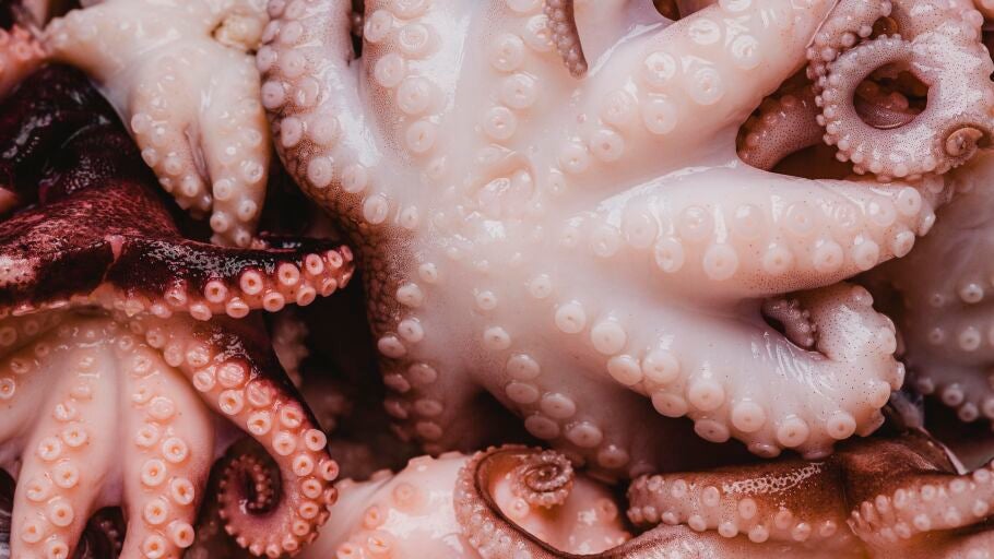 Pulpo