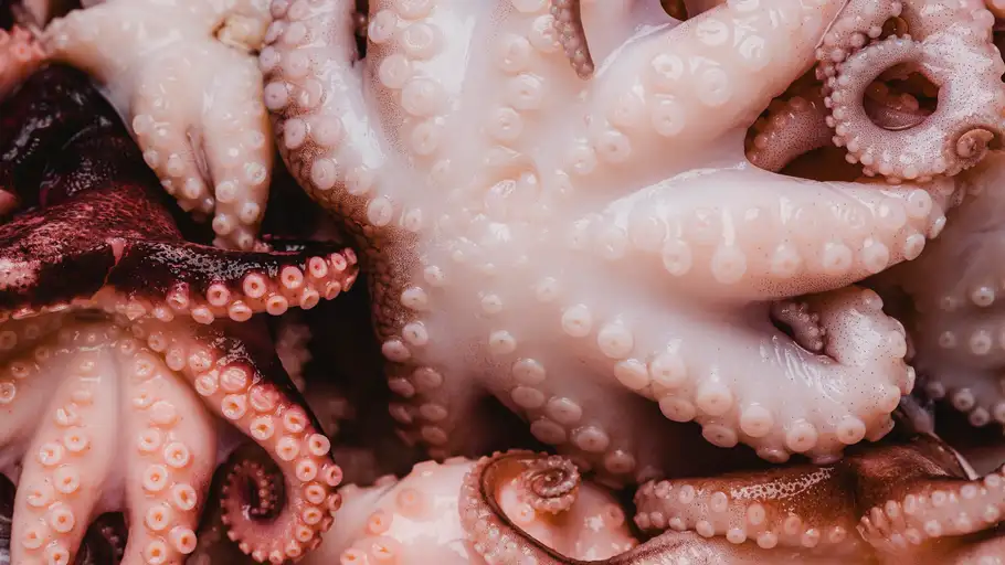 Pulpo Pulpo