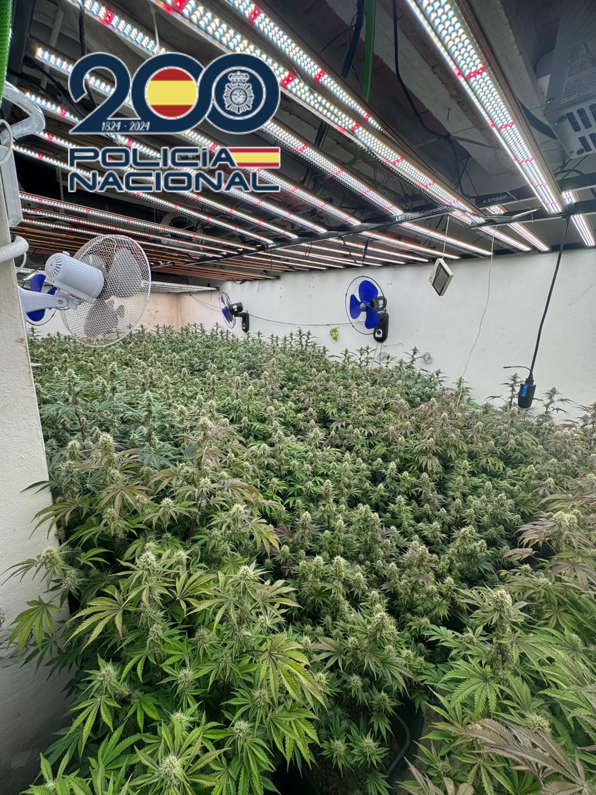 La Policía Nacional desmantela plantaciones de marihuana en Elche y Elda La Policía Nacional desmantela plantaciones de marihuana en Elche y Elda