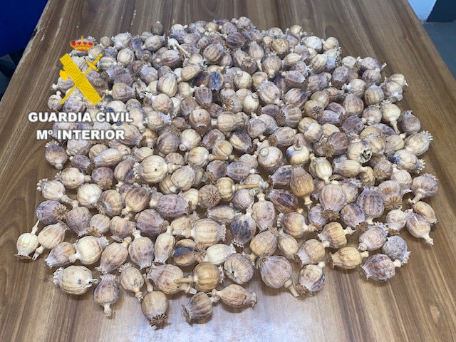 Detenidos dos hombres en Benicàssim con más de un kilo de cápsulas de adormidera Detenidos dos hombres en Benicàssim con más de un kilo de cápsulas de adormidera