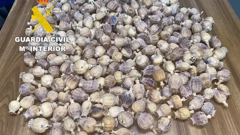 Detenidos dos hombres en Benicasim con más de un kilo de cápsulas de adormidera Detenidos dos hombres en Benicasim con más de un kilo de cápsulas de adormidera