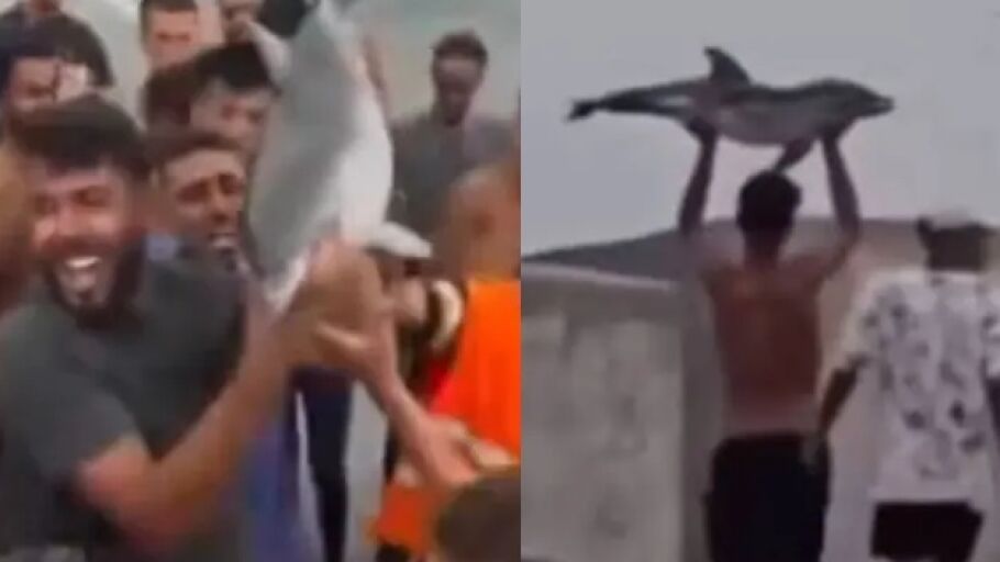 Imagen de capturas de los v&iacute;deos del delf&iacute;n