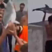 Imagen de capturas de los vídeos del delfín