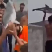 Imagen de capturas de los vídeos del delfín Imagen de capturas de los vídeos del delfín
