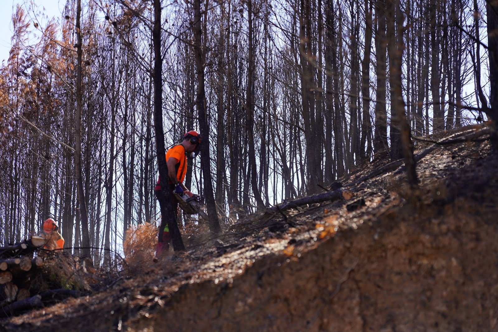 La Generalitat destina 685.000 euros a recuperar las zonas afectadas por el incendio de la Calderona La Generalitat destina 685.000 euros a recuperar las zonas afectadas por el incendio de la Calderona