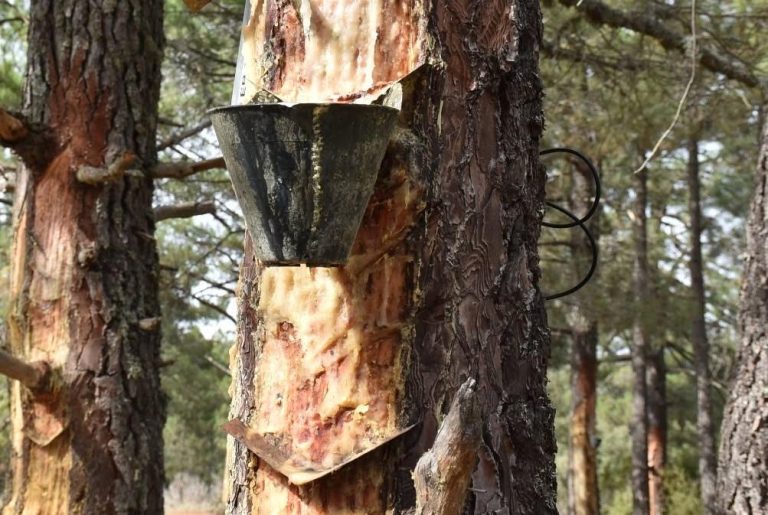 Los resineros de Cuenca alertan de que el bajo precio amenaza la continuidad de un oficio ligado al medio rural Los resineros de Cuenca alertan de que el bajo precio amenaza la continuidad de un oficio ligado al medio rural