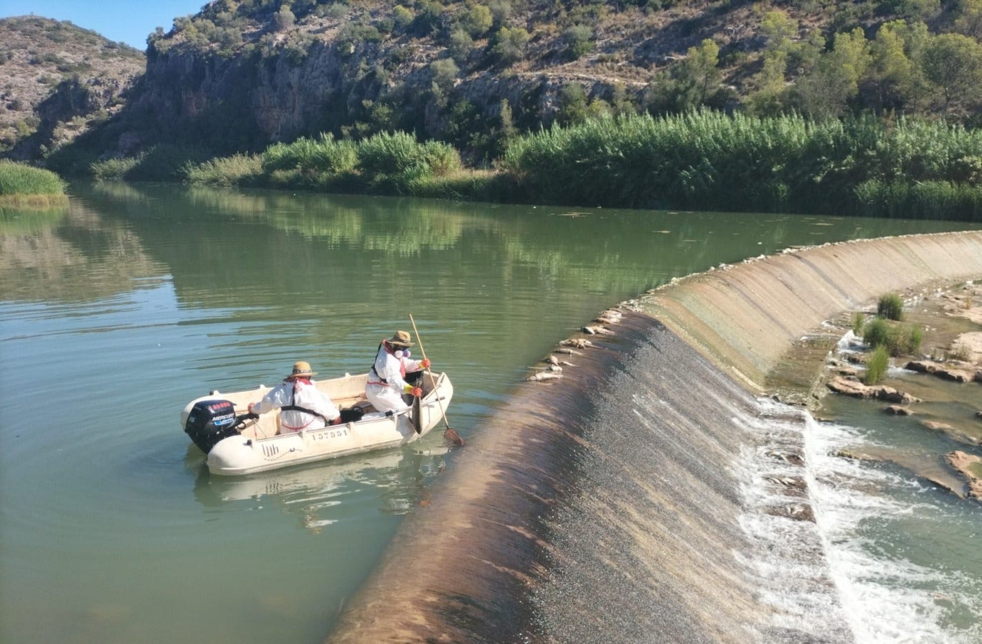 La CHJ retira 1500 kilos de peces muertos en el Magro La CHJ retira 1500 kilos de peces muertos en el Magro