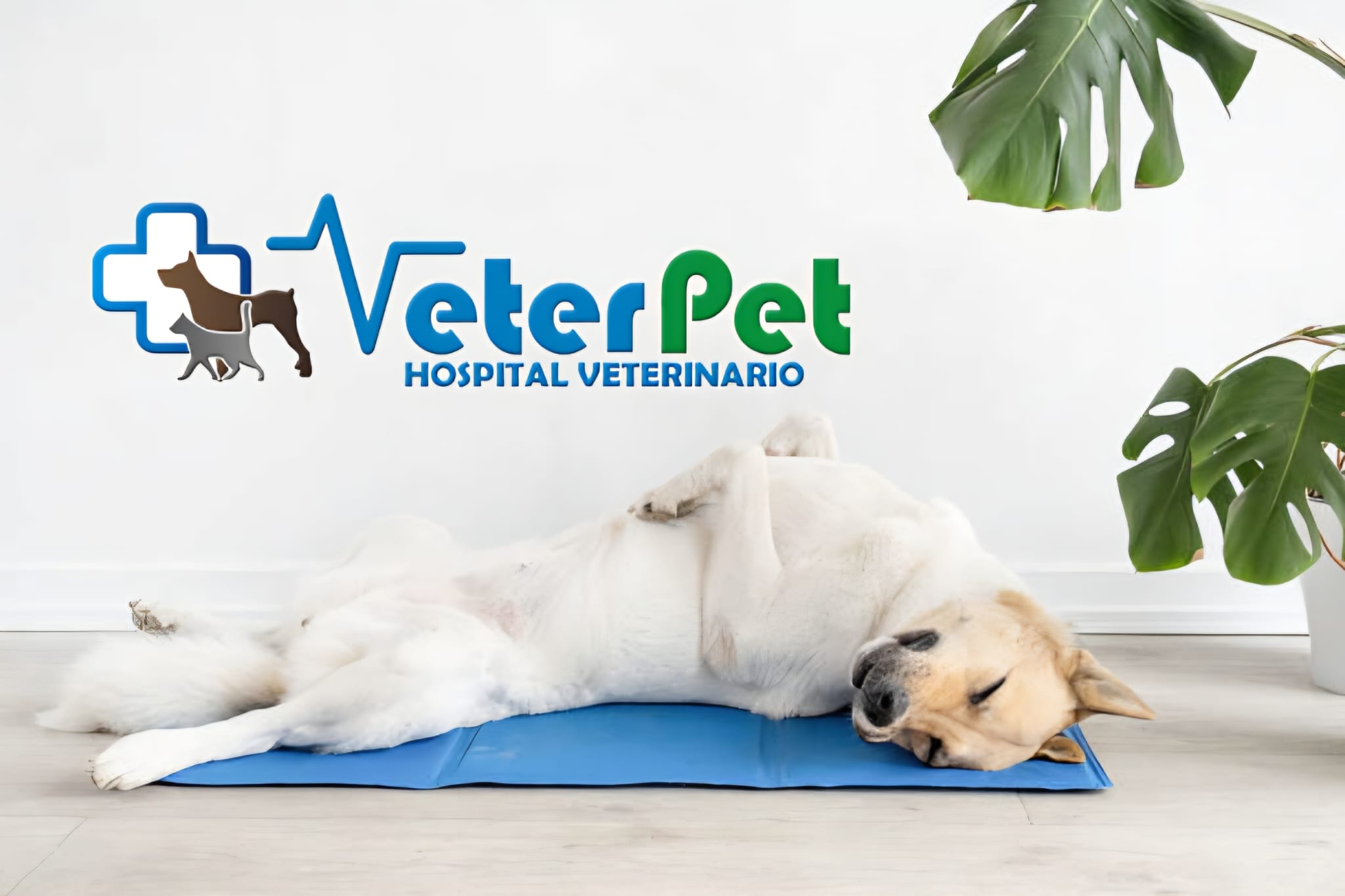 Las plantas que tienes en casa pueden provocar graves problemas de salud para tu mascota al ser tóxicas para perros Las plantas que tienes en casa pueden provocar graves problemas de salud para tu mascota al ser tóxicas para perros