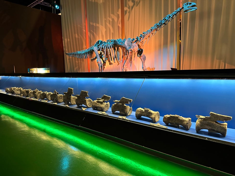 Hallan en Teruel el primer diplodocus fuera de Norteamérica Hallan en Teruel el primer diplodocus fuera de Norteamérica