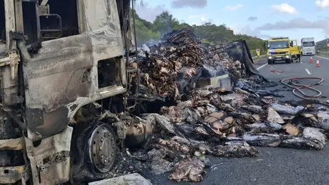 Los restos de pulpo en la carretera A-381 Los restos de pulpo en la carretera A-381
