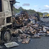 Los restos de pulpo en la carretera A-381 Los restos de pulpo en la carretera A-381