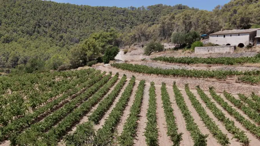 Un conreu de vinya a Sant Pere de Ribes Un conreu de vinya a Sant Pere de Ribes