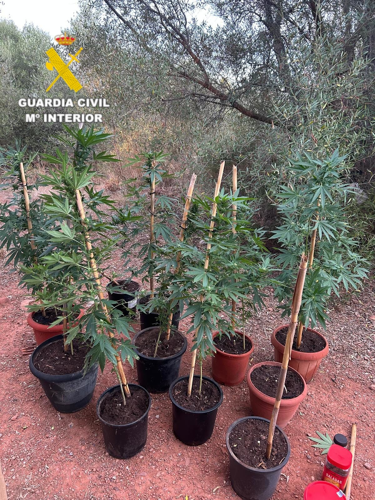 Detenido en Benicàssim un hombre de 51 años por presunto tráfico de marihuana Detenido en Benicàssim un hombre de 51 años por presunto tráfico de marihuana