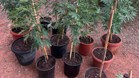 Detenido en Benicàssim un hombre de 51 años por presunto tráfico de marihuana Detenido en Benicàssim un hombre de 51 años por presunto tráfico de marihuana