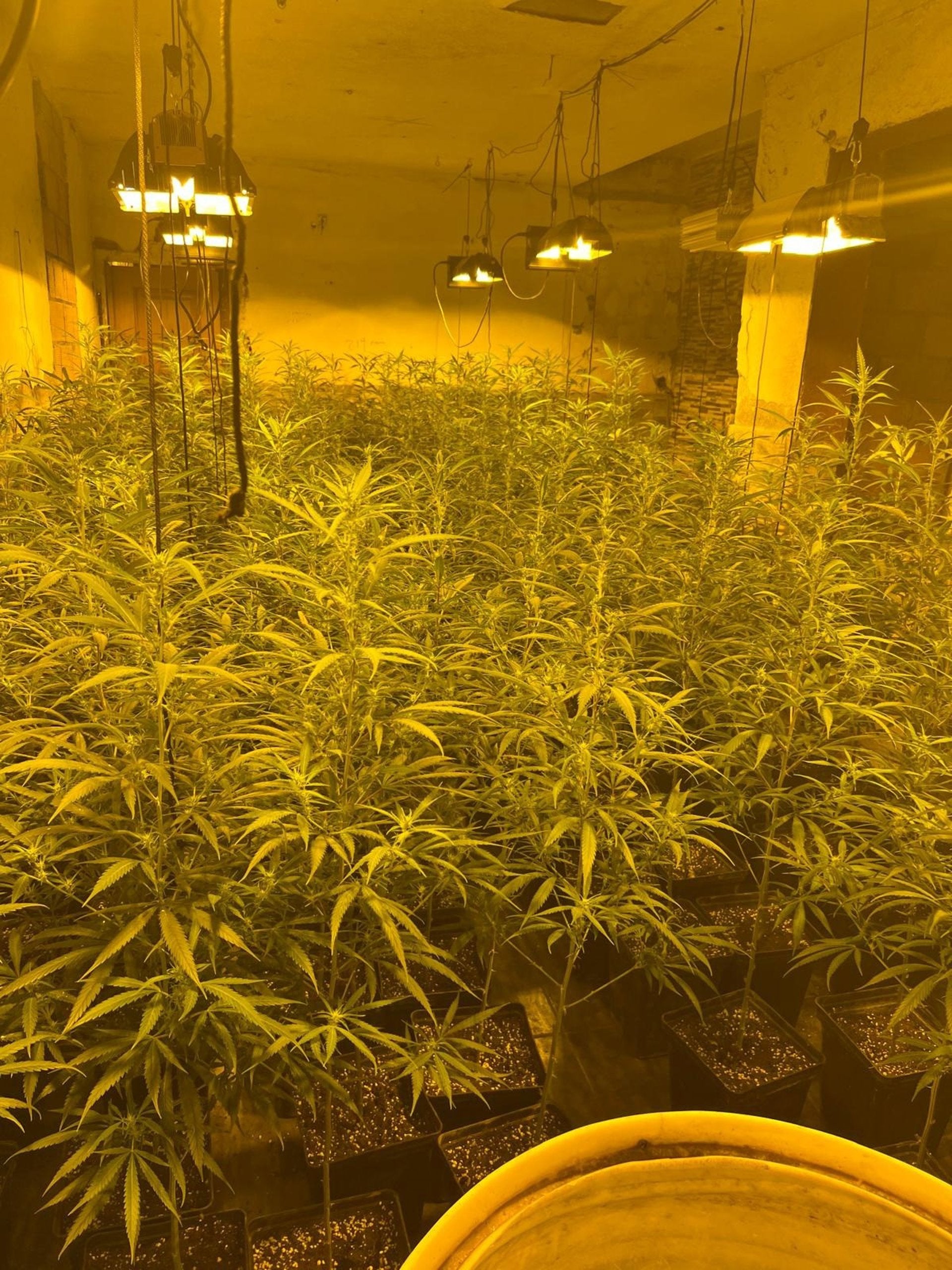 La Policía Local interviene 230 plantas de marihuana en una vivienda de Los Almendros La Policía Local interviene 230 plantas de marihuana en una vivienda de Los Almendros