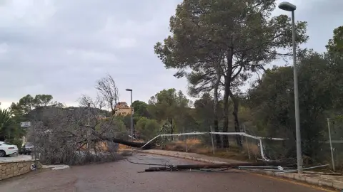 Un árbol caído a causa del temporal, en una foto de archivo. Un árbol caído a causa del temporal, en una foto de archivo.
